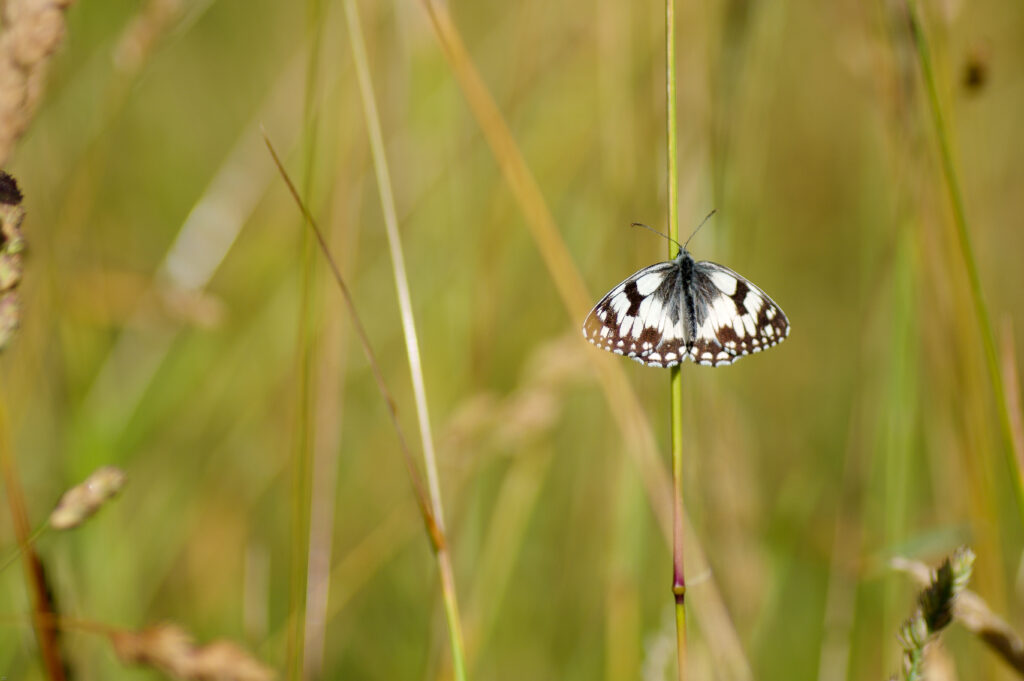 Elegant Black-and-White Butterfly on Grass - Nature Wallpaper