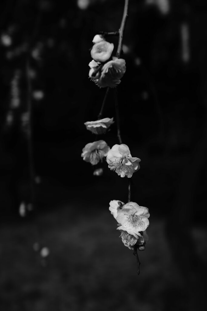 Delicate Black & White Floral Wallpaper: Spring Macro Shot
