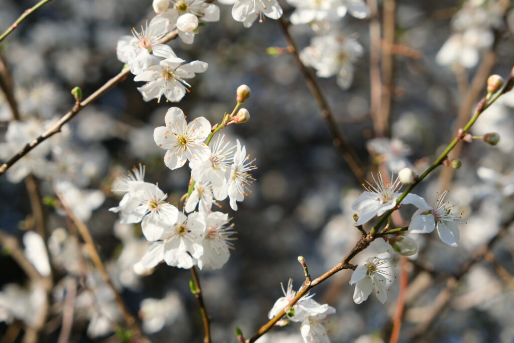 Delicate Blackthorn Flowers Wallpaper: Spring Serenity Background