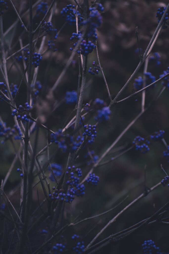 Delicate branches with vivid blue berries on dark blurred background botanical wallpaper