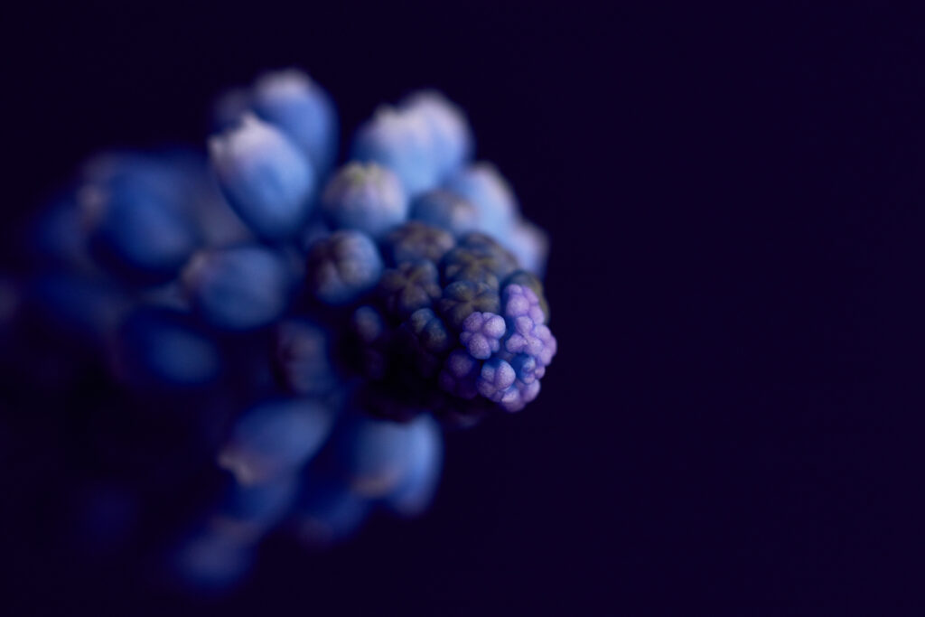 Delicate Blue Bud Flower Macro - Textured Wallpaper Background
