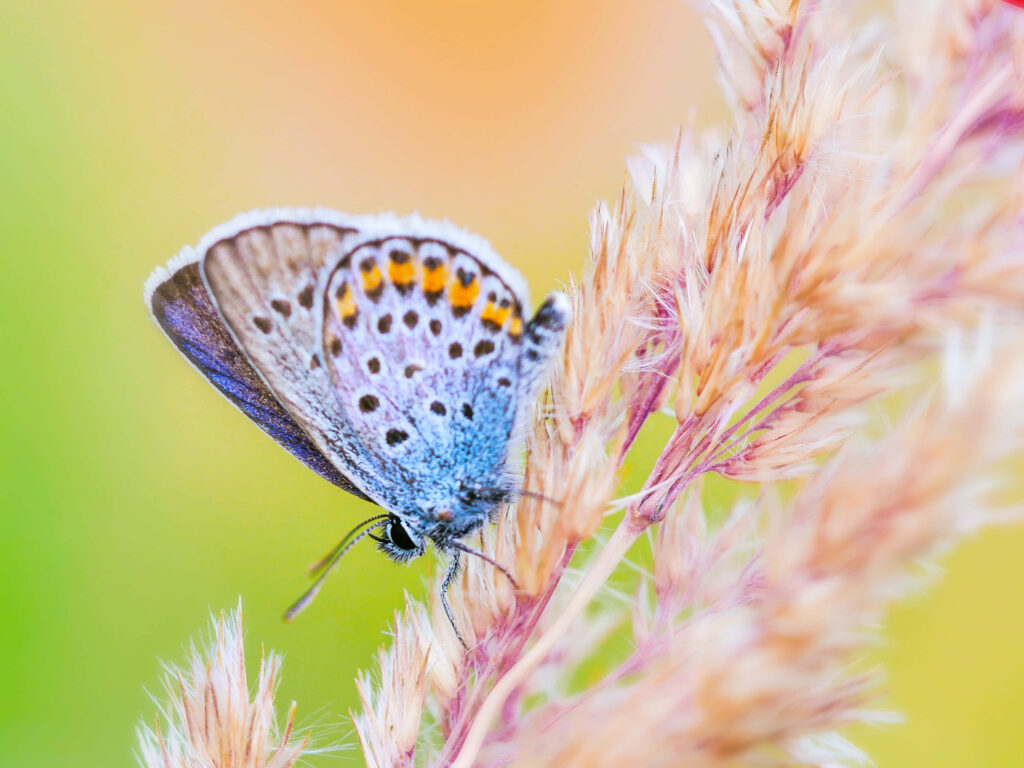 Delicate Blue Butterfly on Pinkish-Beige Plant - Vibrant Wallpaper