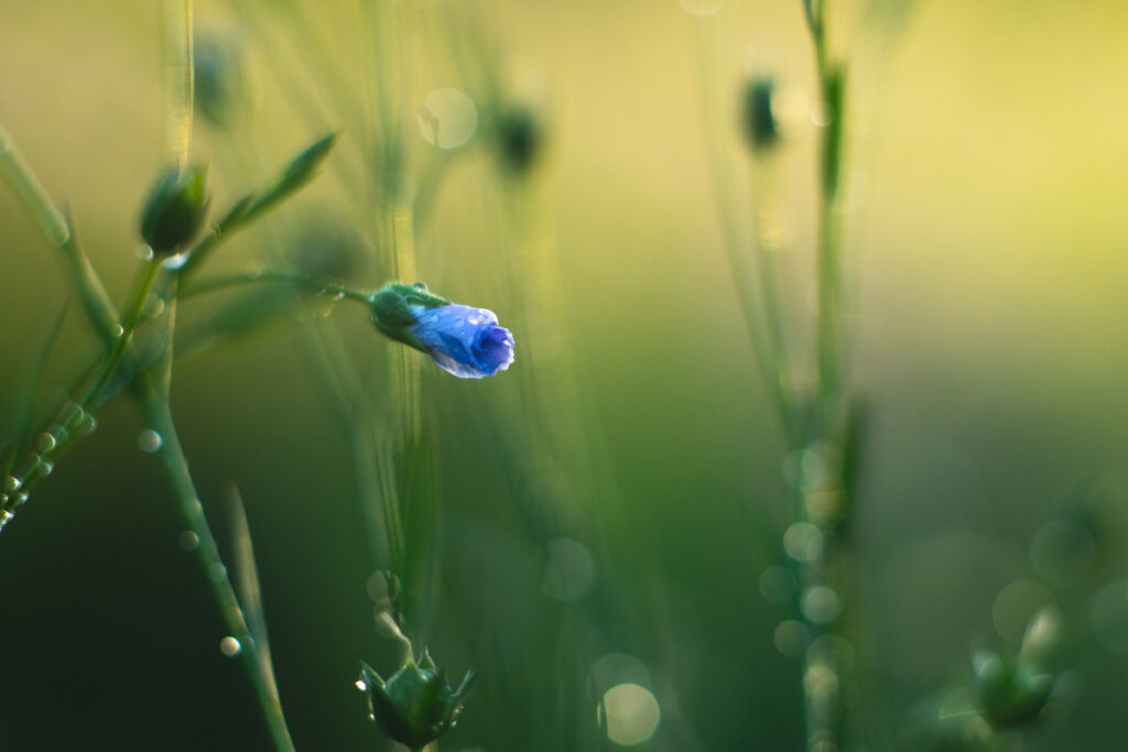 Delicate Blue Flower Bud Macro Wallpaper: Serene Greenery Background