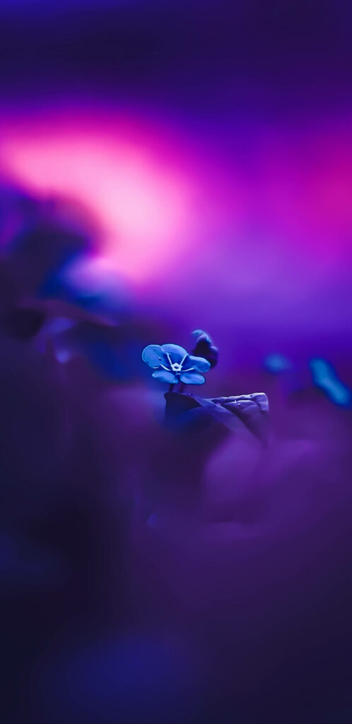 Delicate Blue Flower Wallpaper: Ethereal Pink & Purple Background