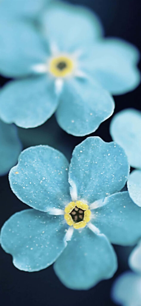 Delicate Blue Five-Petal Flowers Wallpaper on Dark Background