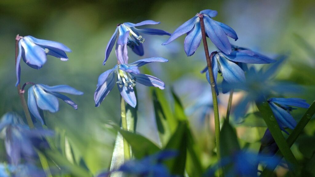 Serene Blue Flower Wallpaper: Lush Green Nature Background