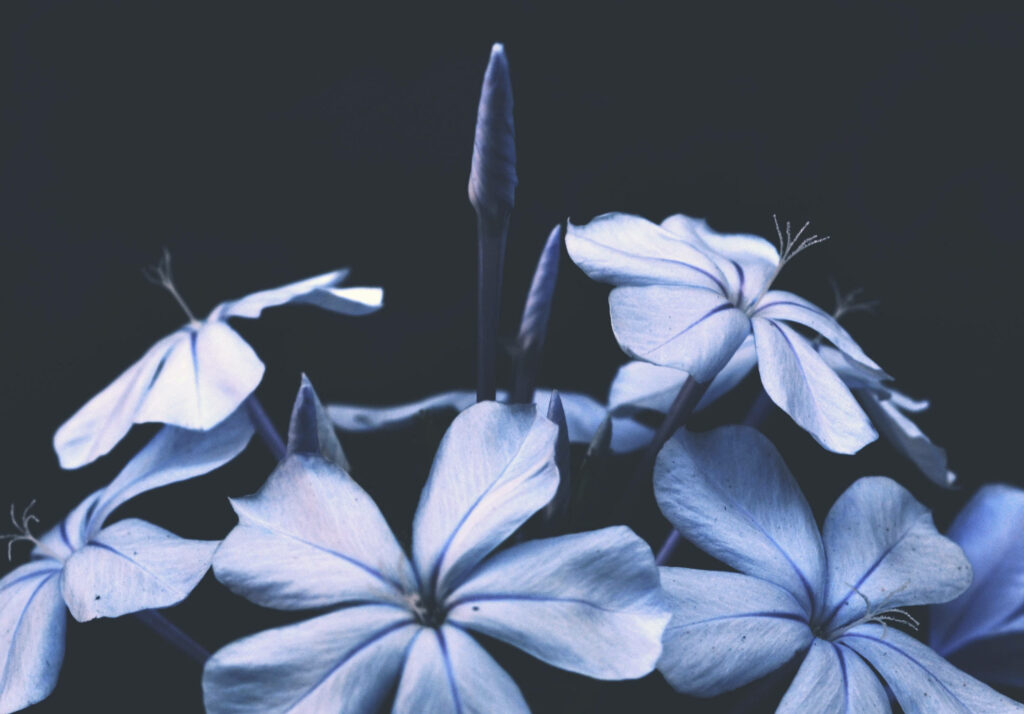 Serene Blue Flower Wallpaper on Dark Background – Calming Decor