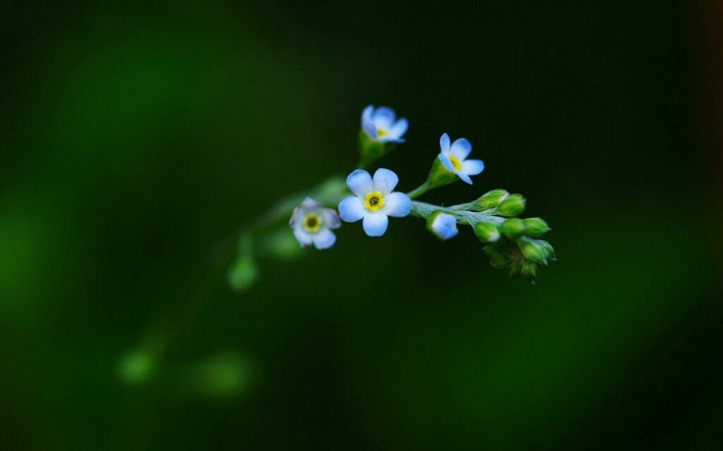 Delicate Blue Flower Wallpaper on Dark Green Background