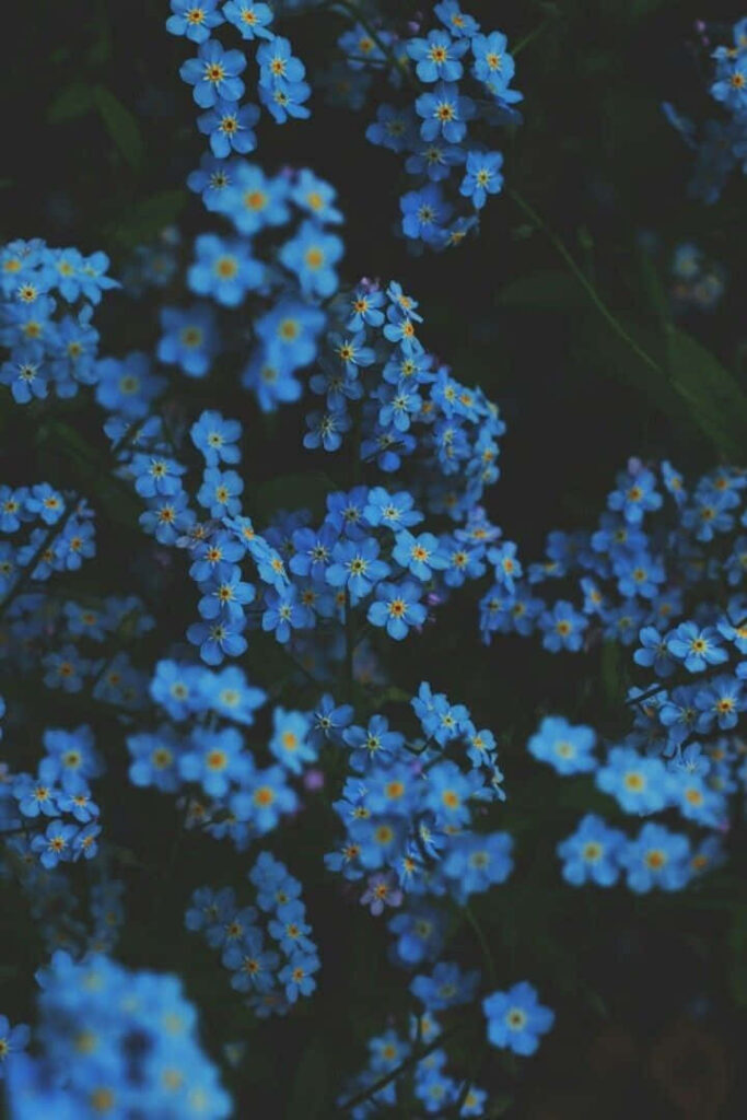 Delicate Blue Flower Wallpaper on Dark Moody Background