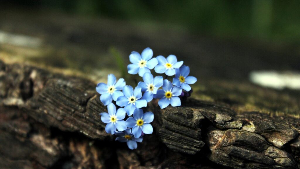 Delicate Blue Flower Wallpaper on Textured Bark - Nature Background