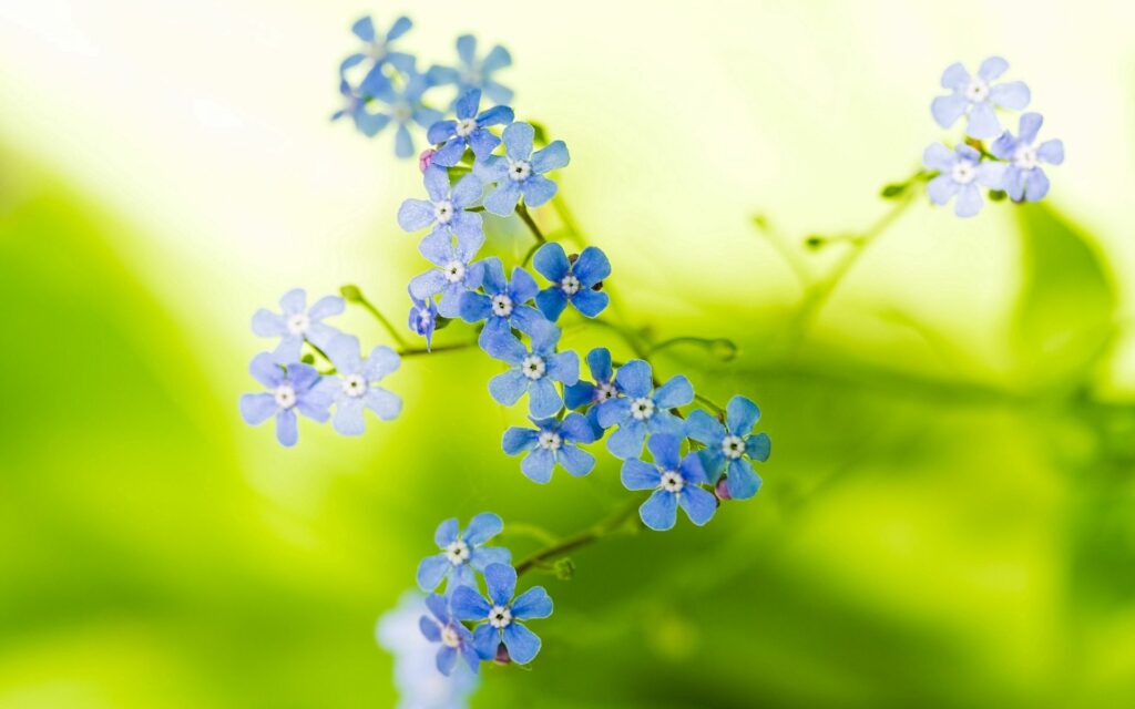 Dreamy Blue Flower Wallpaper: Delicate Blooms on Lush Green Background