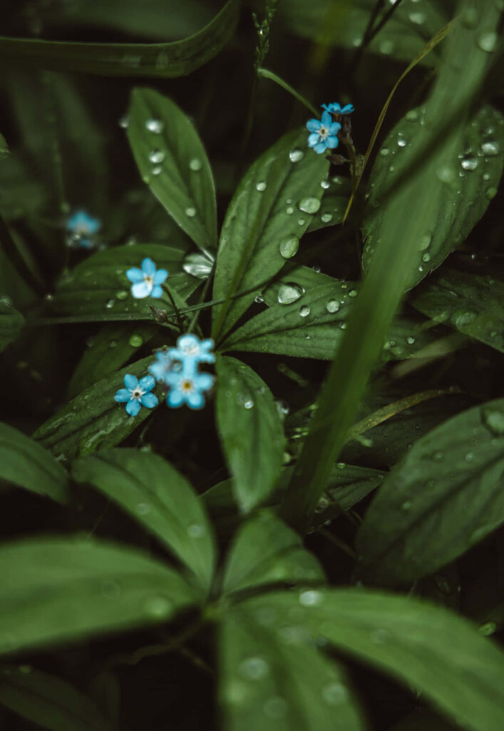 Serene Blue Flower Wallpaper with Dew on Lush Green Background