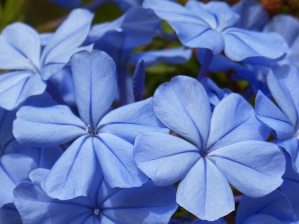 Calming Close-Up of Delicate Blue Flowers - Serene Wallpaper