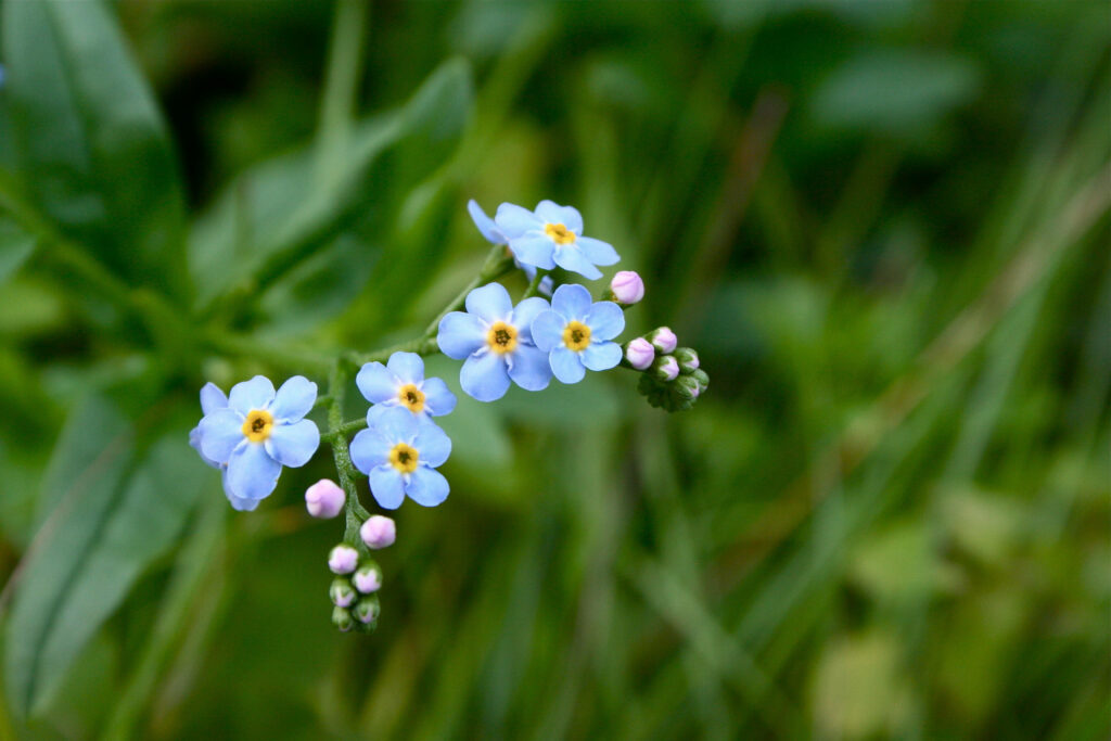 Serene Blue Forget-Me-Not Flowers on Lush Green Background Wallpaper