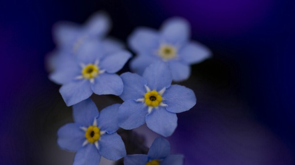 Serene Blue Forget-Me-Nots: Close-Up Wallpaper with Soft Focus