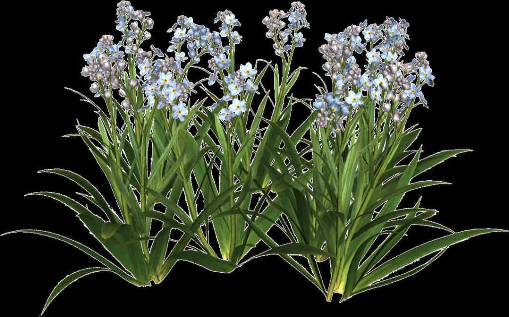 Delicate Blue Forget-Me-Nots Wallpaper on Transparent Background
