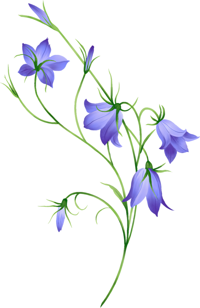 Delicate Blue Morning Glory Wallpaper with Transparent Background