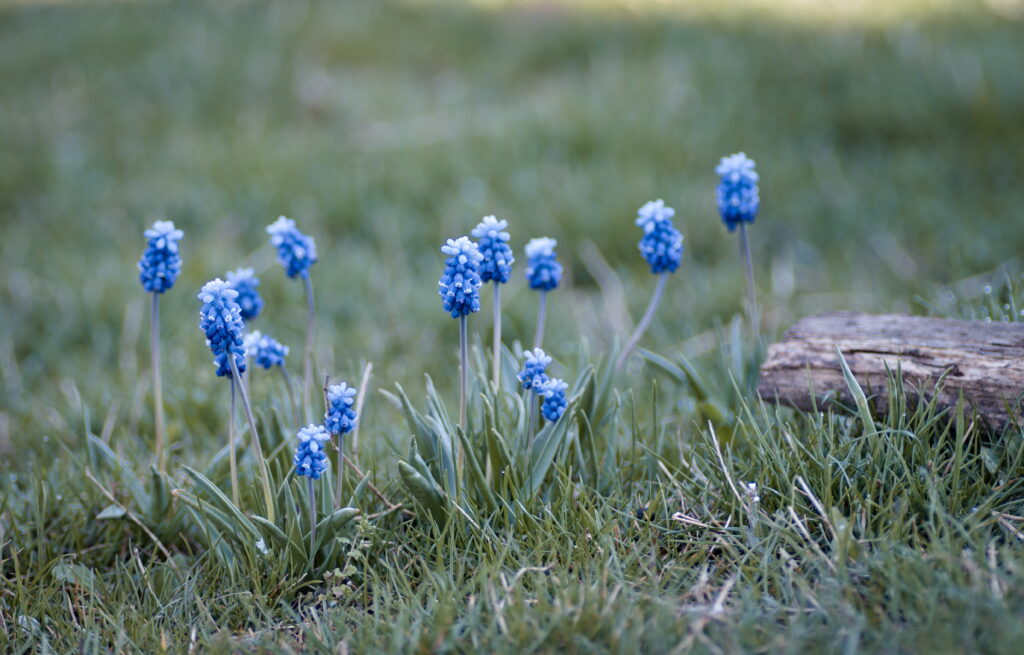 Tranquil Blue Muscari Flowers in Lush Green Field Wallpaper