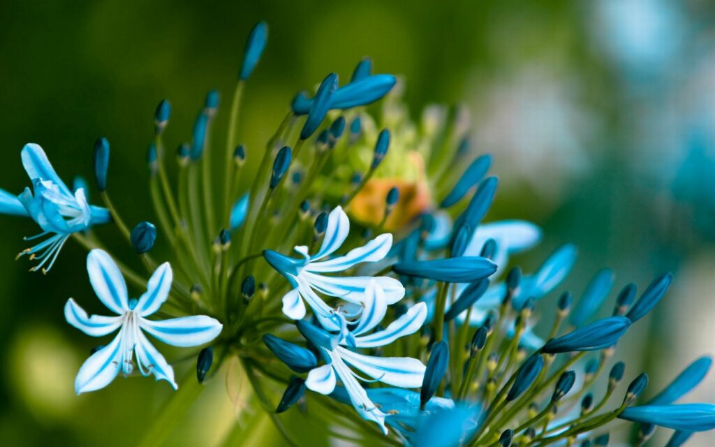 Vibrant Macro Wallpaper: Blue & White Flowers on Green Background