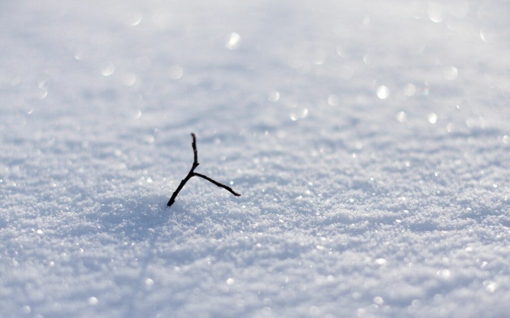 Delicate Branch in Snow: Shimmering Light Wallpaper Background