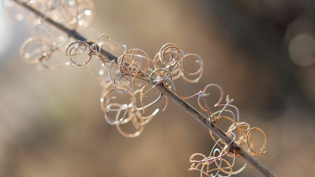 Elegant Branch with Wire-Like Formations - Nature Wallpaper Background