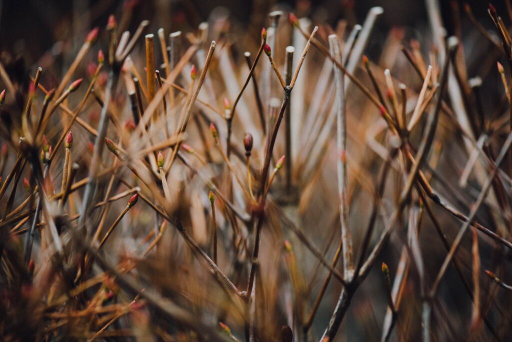 Close-up of slender brown branches with buds against a muted blurred natural background wallpaper