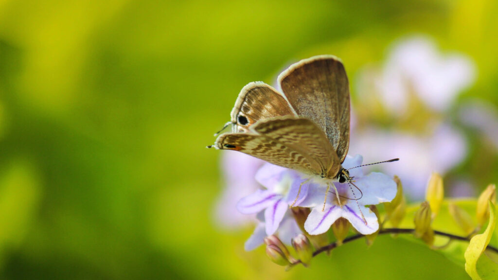 Delicate Brown Butterfly on Purple Flower - Nature Wallpaper