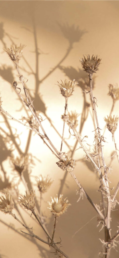 Delicate Brown Flower Wallpaper: Serene Neutral Background Design