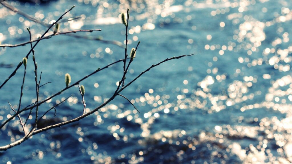 Delicate branch with budding catkins in sharp focus by sparkling sunlit blue river bokeh background Wallpaper
