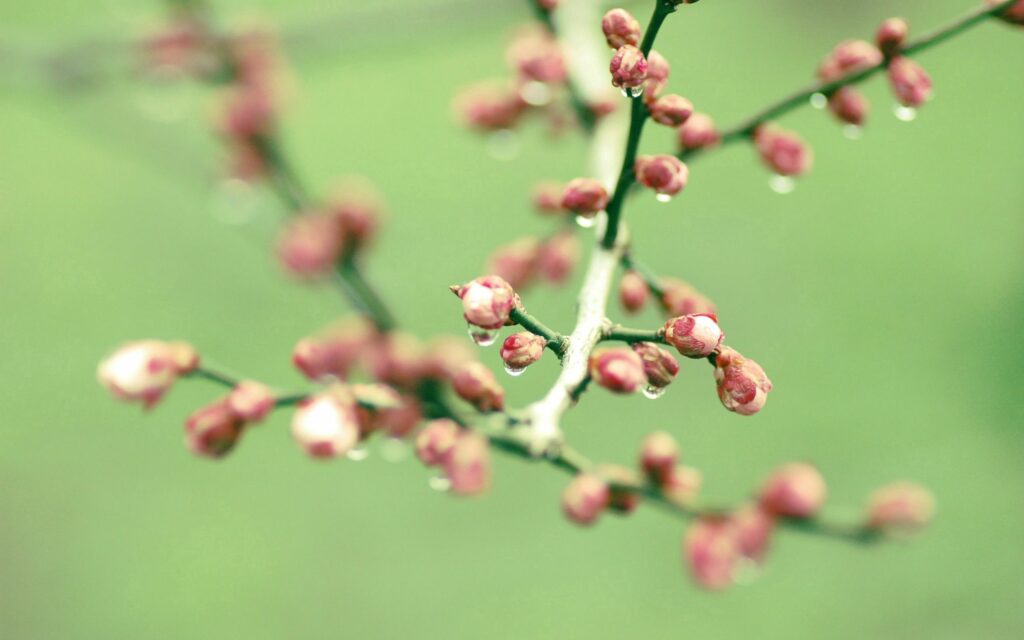 Delicate Flowering Branch Wallpaper with Dew on Soft Green Background