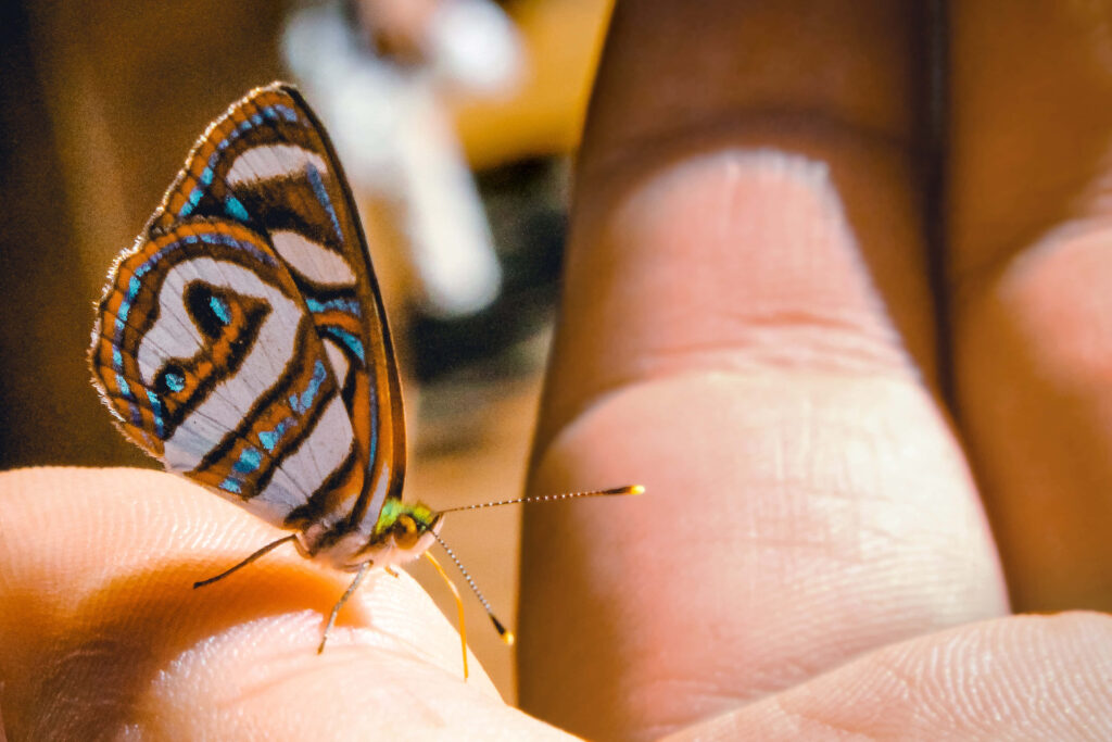 Serene Butterfly Close-Up on Hand: Colorful Wing Patterns Wallpaper