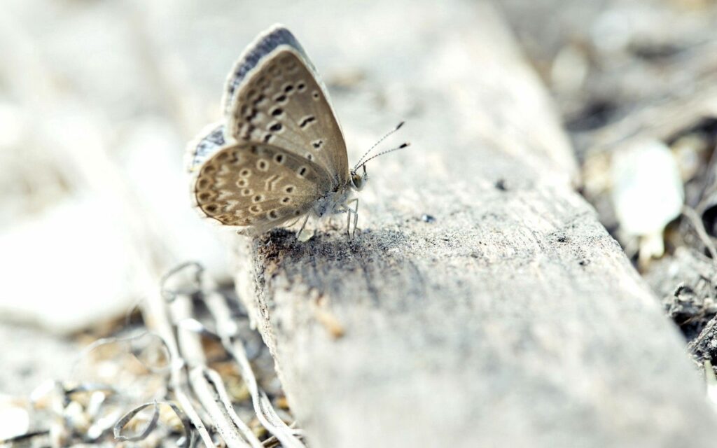 Delicate Butterfly Close-Up Wallpaper: Intricate Wings & Texture