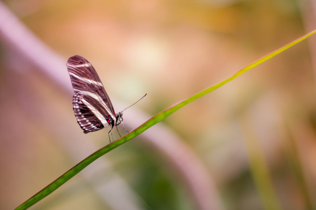Butterfly Close-Up Wallpaper: Delicate Wings on Green Grass Background