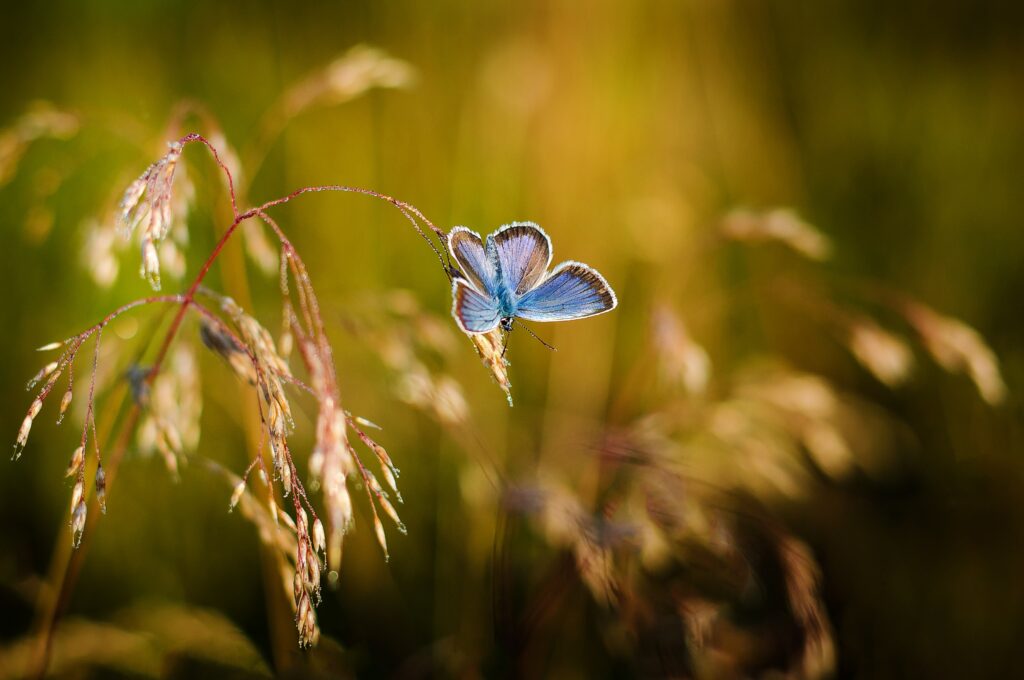 Delicate Butterfly on Grass Stem | Soft Blurred Nature Wallpaper