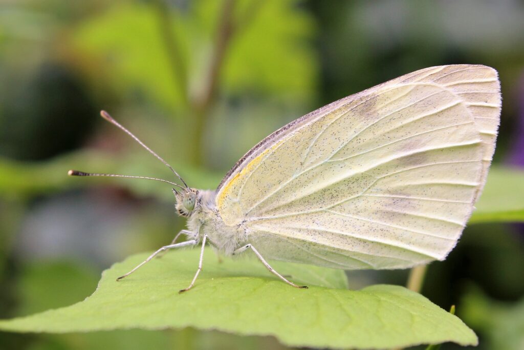 Close-Up Butterfly Macro on Green Leaf: Intricate Wing Details Wallpaper