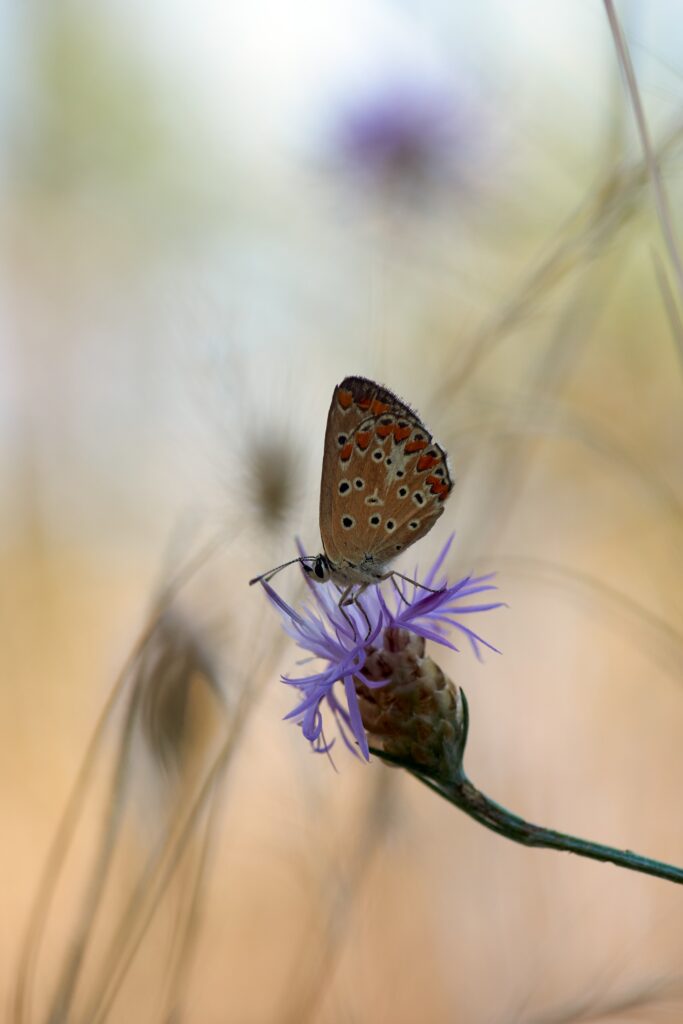Butterfly on Purple Flower: Stunning Macro Wallpaper Background