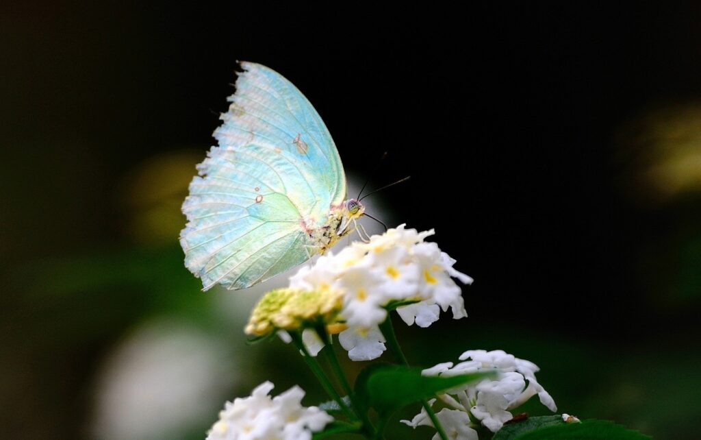 Delicate Butterfly Macro on White Flowers - Stunning Dark Wallpaper
