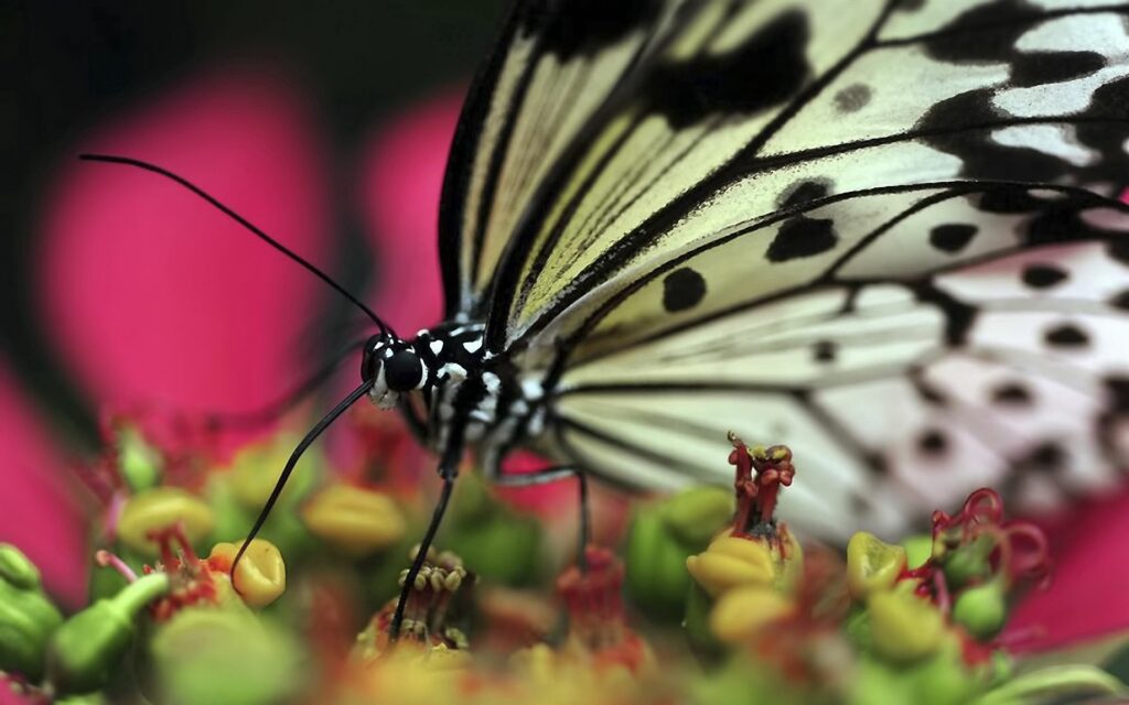 Intricate Butterfly on Vibrant Flowers - Close-Up Wallpaper Background