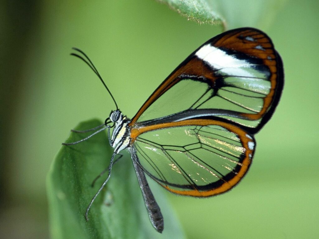 Delicate Butterfly Wallpaper: Intricate Patterns on Green Leaves