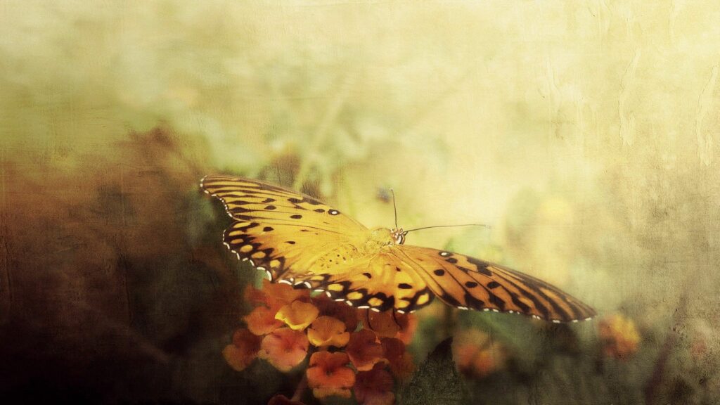 Delicate Butterfly on Vibrant Flowers - Nature's Art Wallpaper