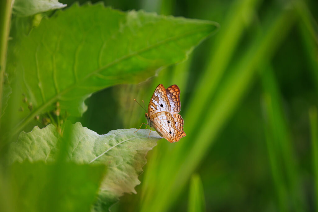 Beautiful Butterfly on Leaf - Lush Wallpaper Background
