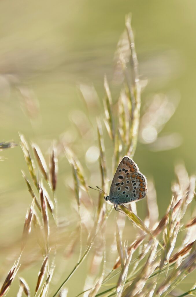 Delicate Butterfly Wallpaper on Grassy Stems - Serene Nature Design