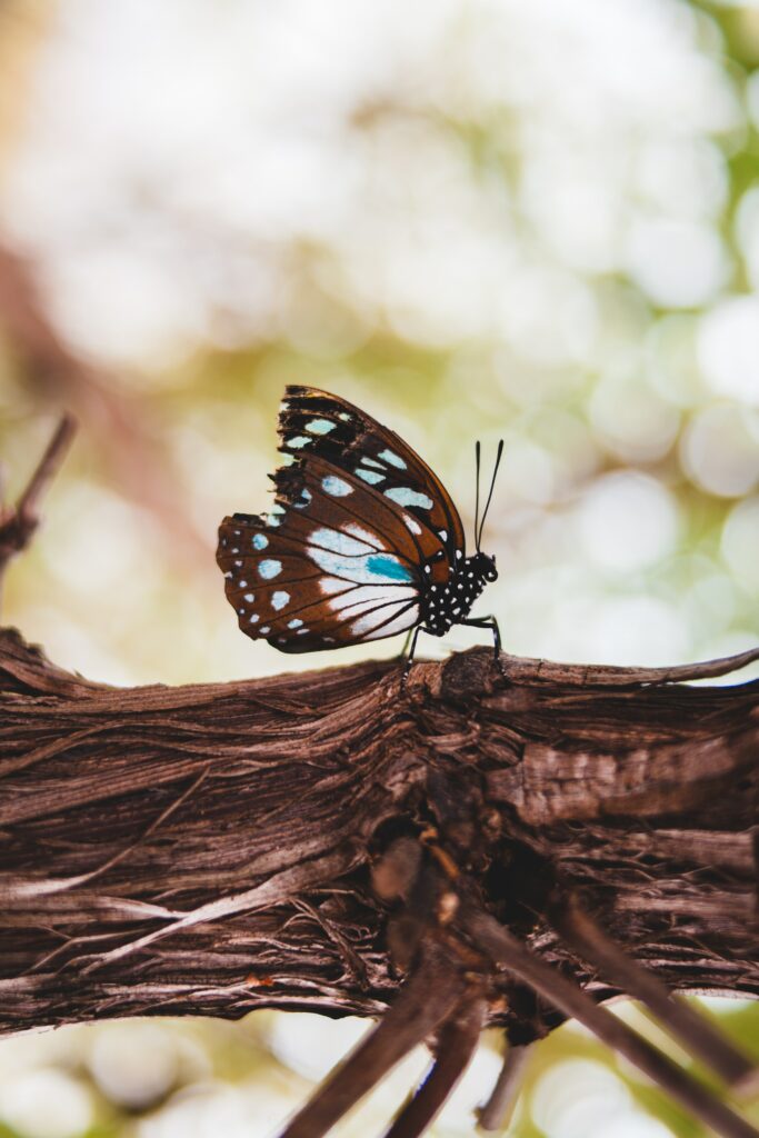 Beautiful Butterfly on Textured Branch with Bokeh Background Wallpaper