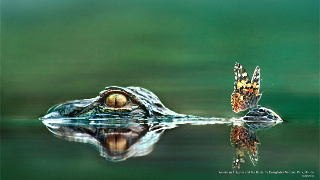 Enchanting Butterfly on Alligator in Everglades - Serene Wildlife Scene Wallpaper