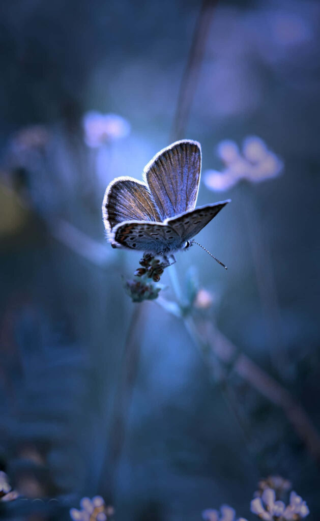 Serene Butterfly on Flower: Dreamy Blue Wallpaper Background