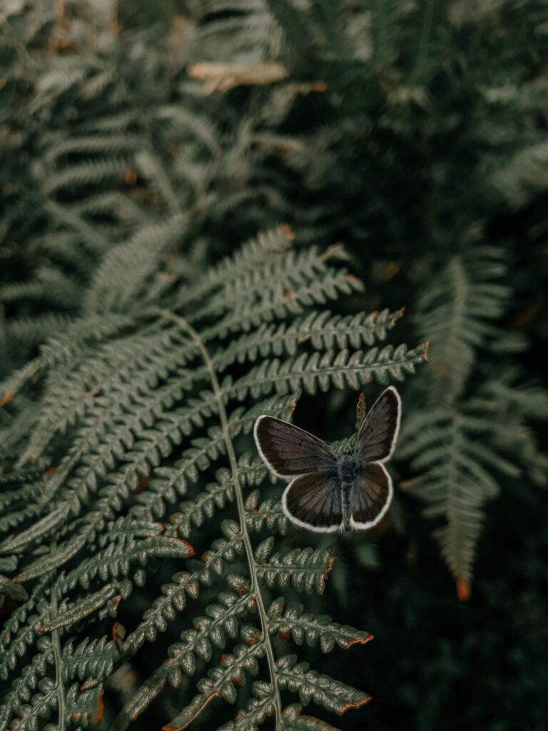 Delicate Butterfly on Lush Fern Leaves - Calming Nature Background Wallpaper