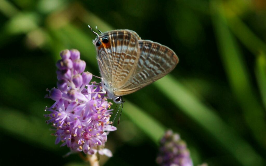 Delicate Butterfly on Pink Flower | Stunning Nature Wallpaper Background
