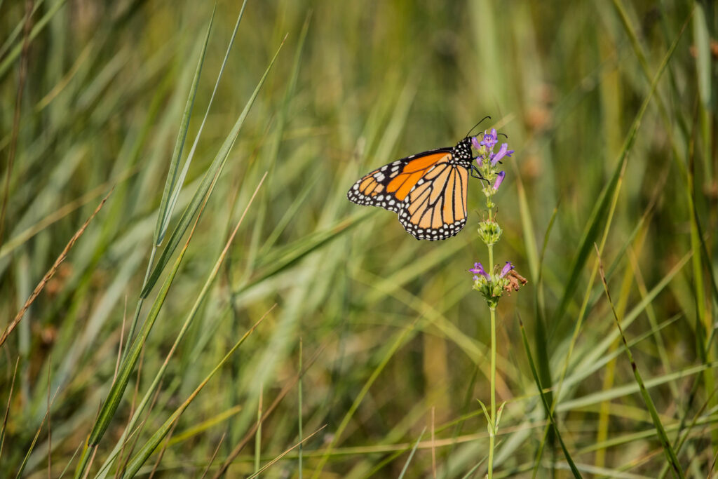 Delicate Butterfly on Purple Flower - Macro Nature Wallpaper