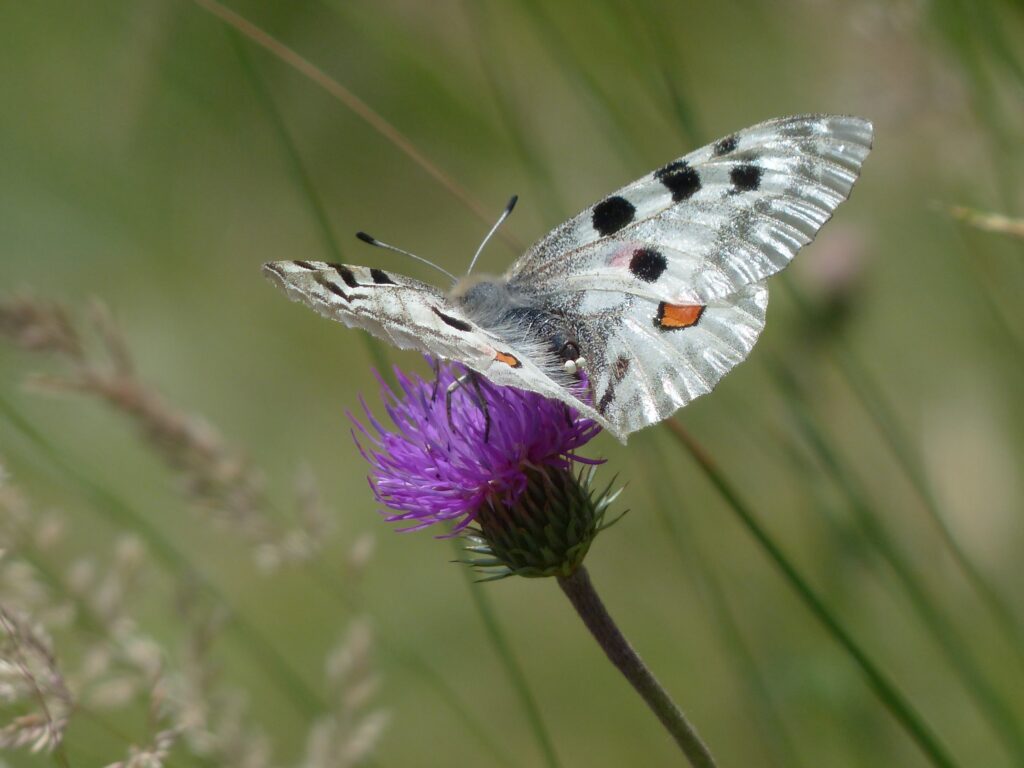 Graceful Butterfly on Purple Flower - Intricate Pattern Wallpaper