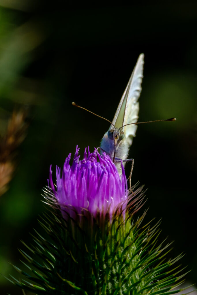 Vibrant Butterfly on Purple Thistle - Soft Nature Wallpaper